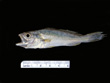 Juvenile Cynoscion regalis - Weakfish, SEAMAP collections